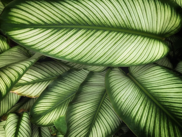 Directly above shot of plant