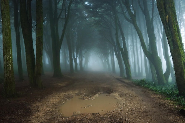 dirt road along trees in forest