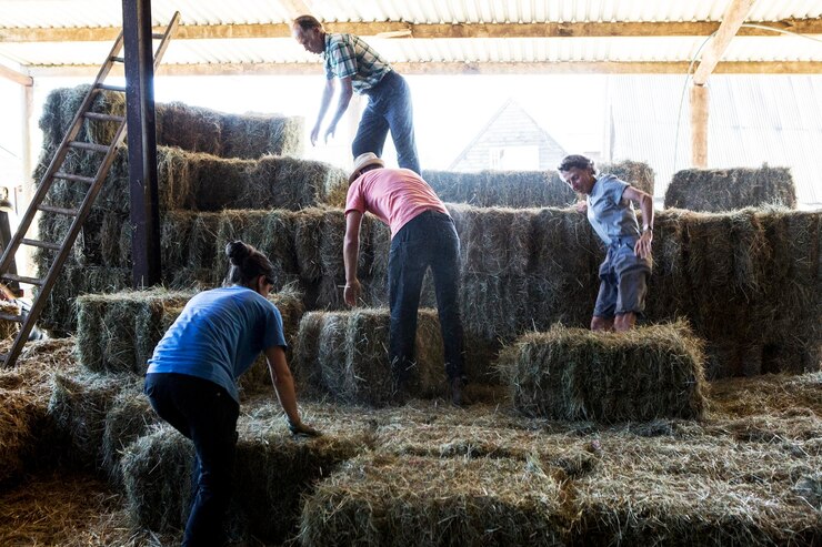 Fotoğraf farmers stacking hay bales in a barn