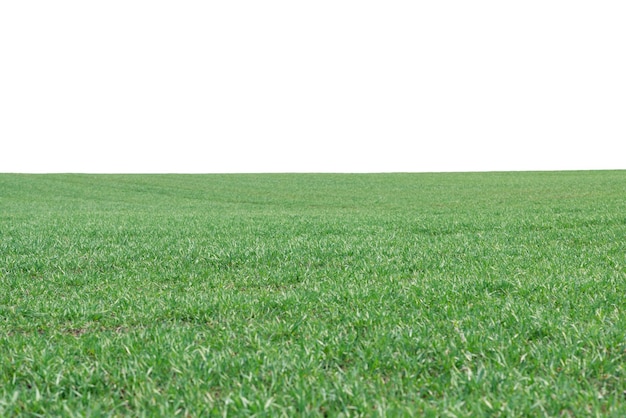 Green field as a background Green grass in spring isolated on white background