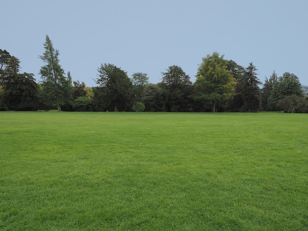 Green meadow background