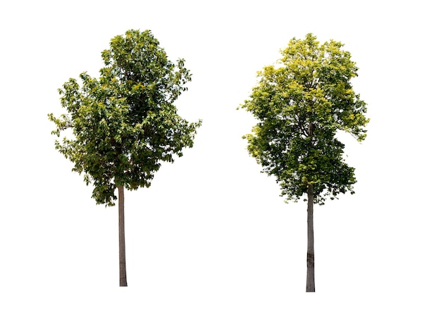 Green tree side view isolated on white background