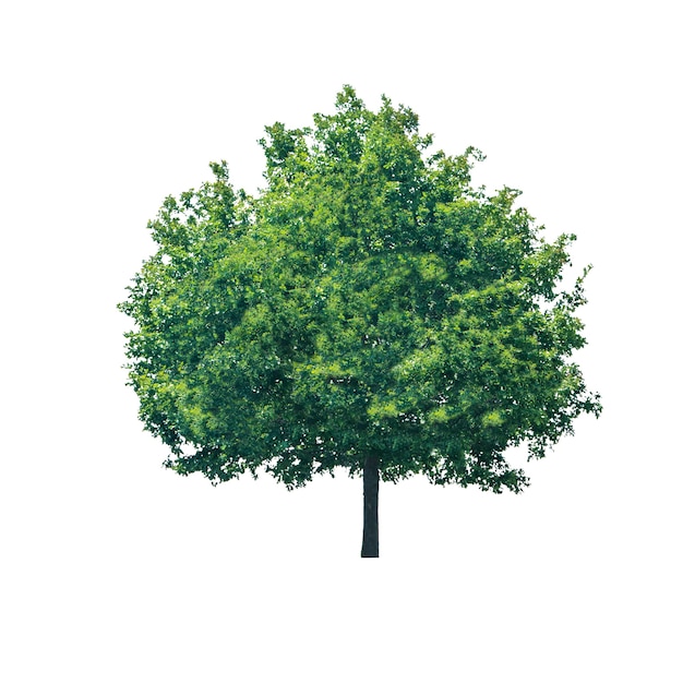 Green tree with leaves isolated on white background