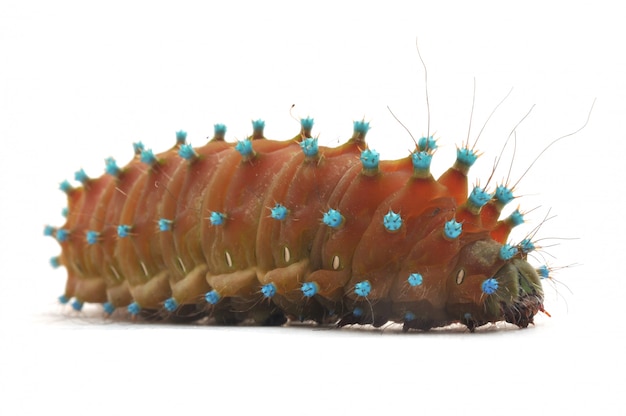 Isolated Caterpillar