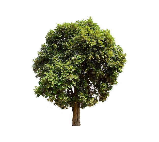 isolated tree is located on a white background Tropical tree
