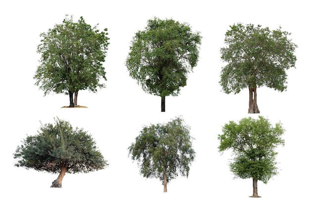 Isolated trees on white background  The collection of trees