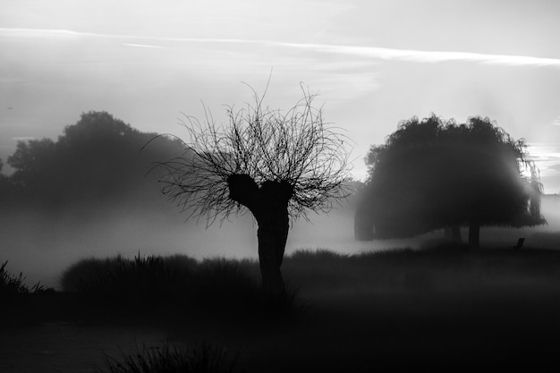lone bare tree on landscape against the sky