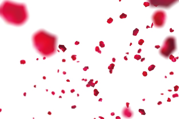 many rose overlay rose flowers and petal valentine background with falling red rose petals is on black