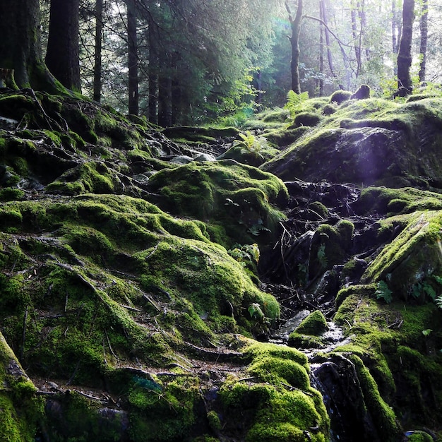 Moss growing on rocks in forest