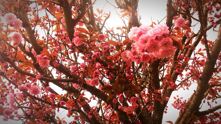 Fotoğraf pembe çiçeklerin düşük açılı görünümü