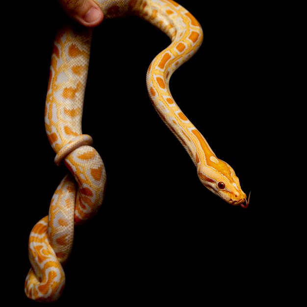 Python molurus bivitattus is one of the largest species of snakes. It is native to a large area of Southeast Asia but is found as an invasive species elsewhere