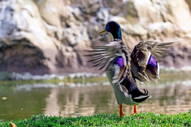 Rear view of a bird by the lake