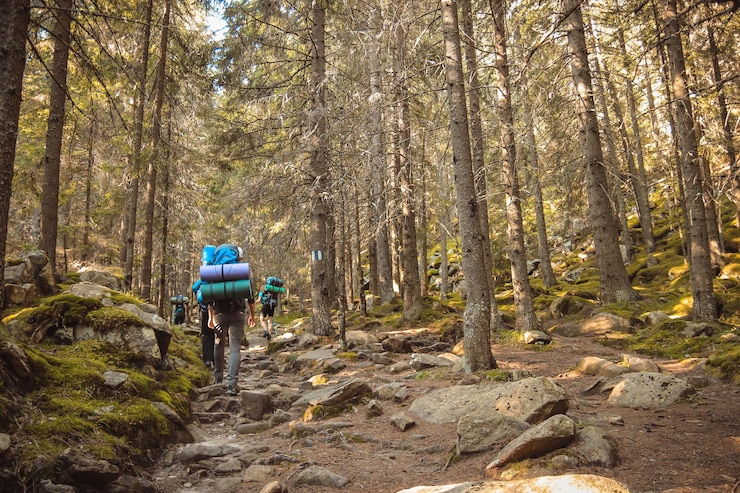 Fotoğraf rear view of hikers walking in forest