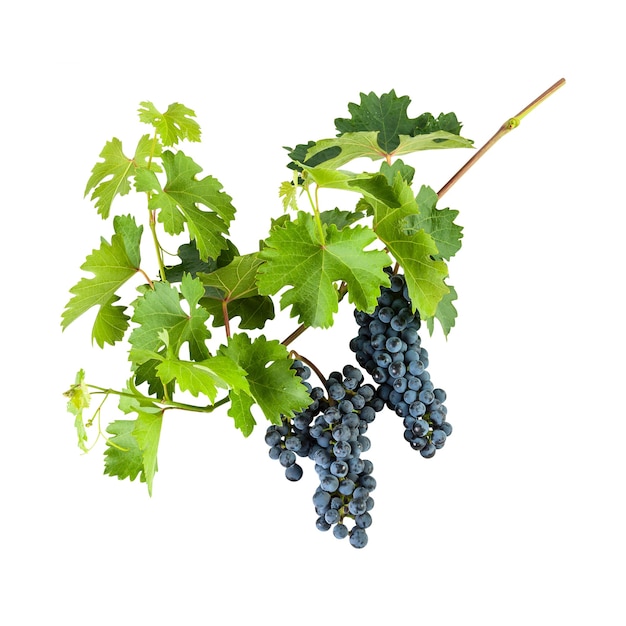 Ripe blue grapes on branch with leaves isolated on white background
