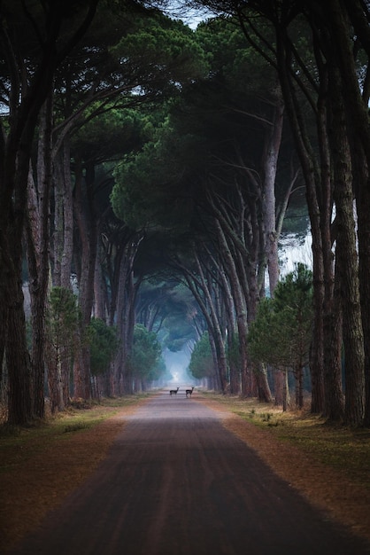 road amidst trees in forest