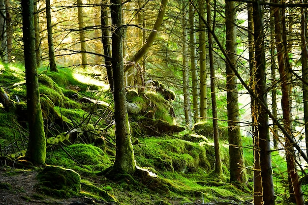 Scenic view of trees growing in forest