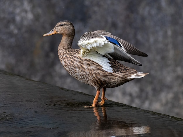 Seagull perching on a lake