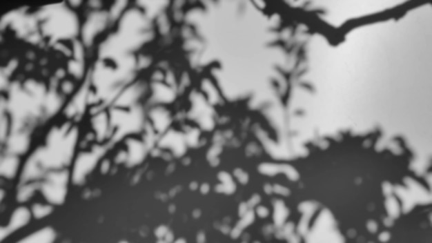 shadow of a tree sways on a white background