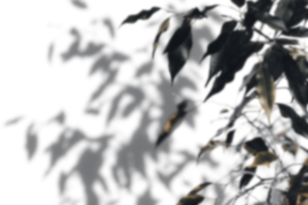 Shadow tree with leaves on a white background