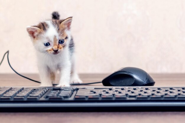 small charming kitten in the office near the computer mouse and keyboard the kitten is exploring the computer