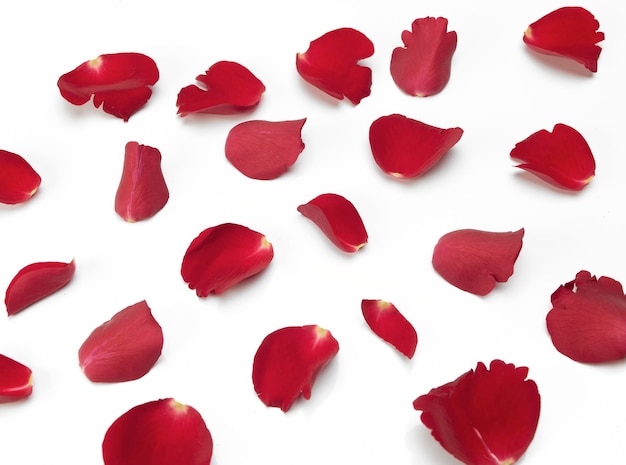 Studio shot of rose petals