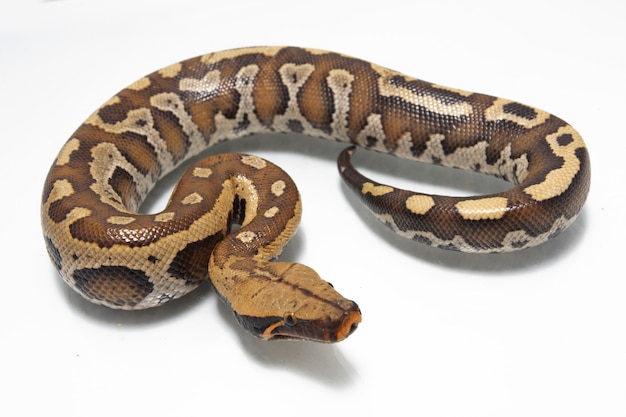 Sumatran Red Blood Python on white