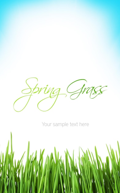 Sunny spring background with grass and sky