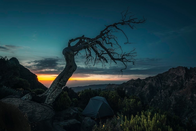 tent pitched under tree at dawn