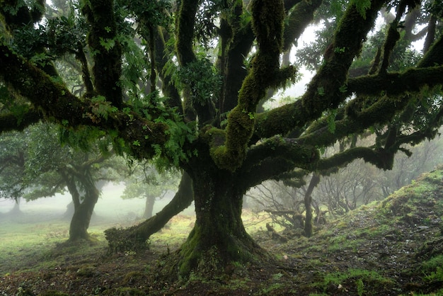 Til ancient tree on the fanal portuguese national park in madeira portugal