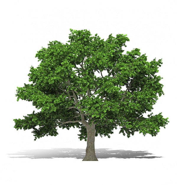 Tree 3D rendering 