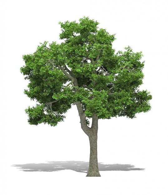 Tree 3D rendering 