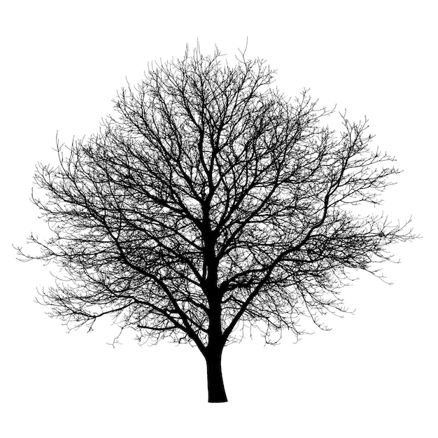 Tree black silhouette isolated. Nature object