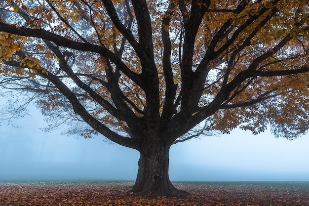 Tree during foggy weather