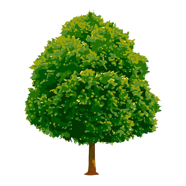 Tree png clipart watercolor illustration on transparent background
