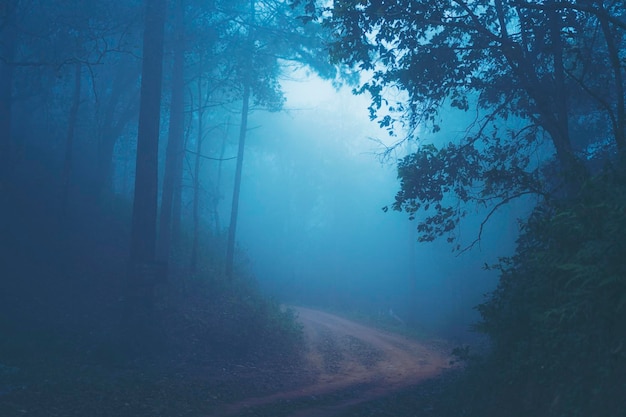 trees in forest