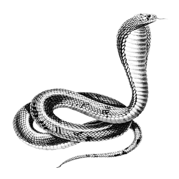 Vintage Egyptian cobra png snake reptile remix from artworks by Charles Dessalines Dorbigny