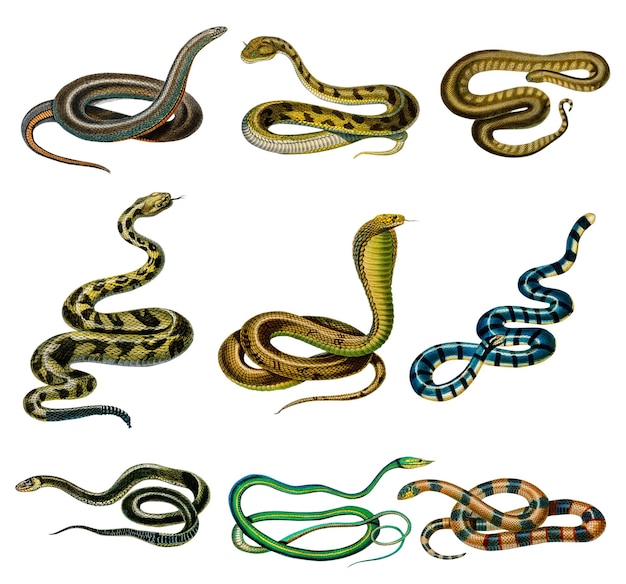 Vintage hand drawn snakes png remix from artworks by Charles Dessalines Dorbigny