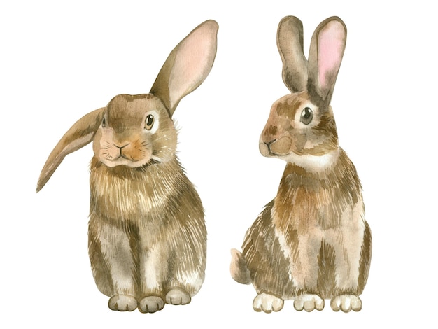 Watercolor illustration Brown Rabbits handpainted in watercolor on a white background