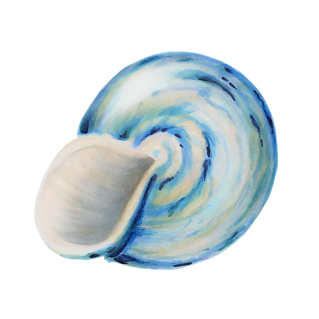 Watercolor shell Hand painting clipart underwater life objects on a white isolated background For