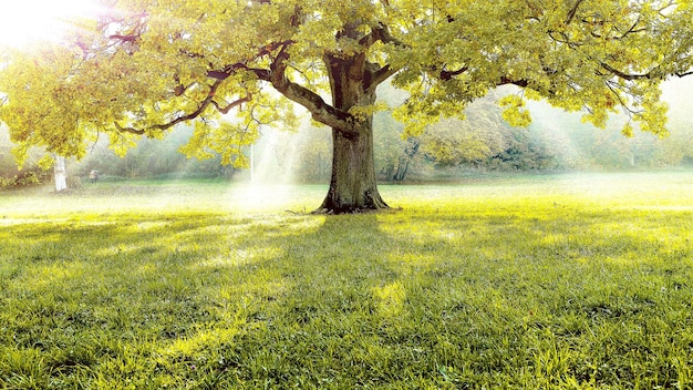 A tree in a field with the sun shining on it