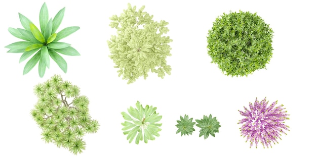 agave albizzia calluna cleyera trees collection of top view isolated on transparent background