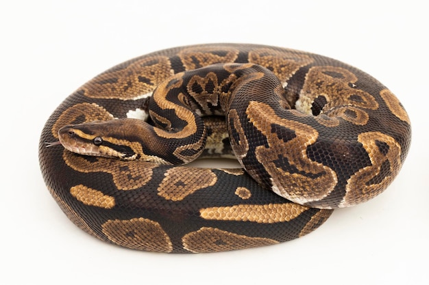 ball python Python regius snake isolated on white background