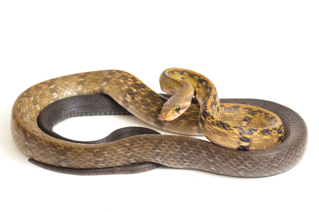 Black copper rat snake on white background