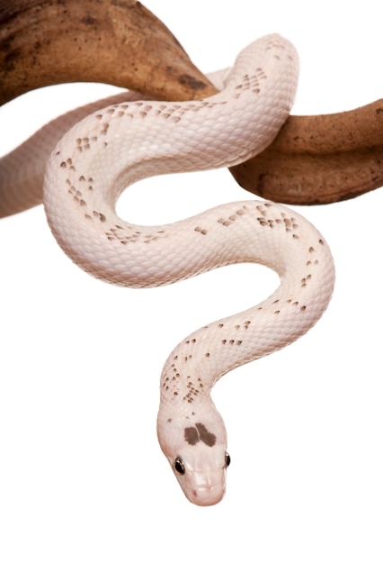Black Rat Snake hanging from branch