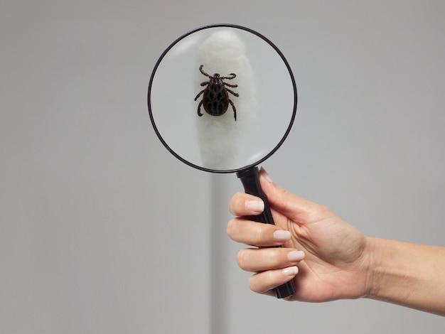 Bloodsucker tick under a magnifying glass on a cotton swab