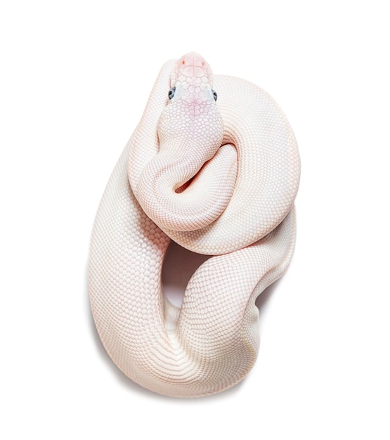 Blue Eyed Leucistic Python Regius isolated on white