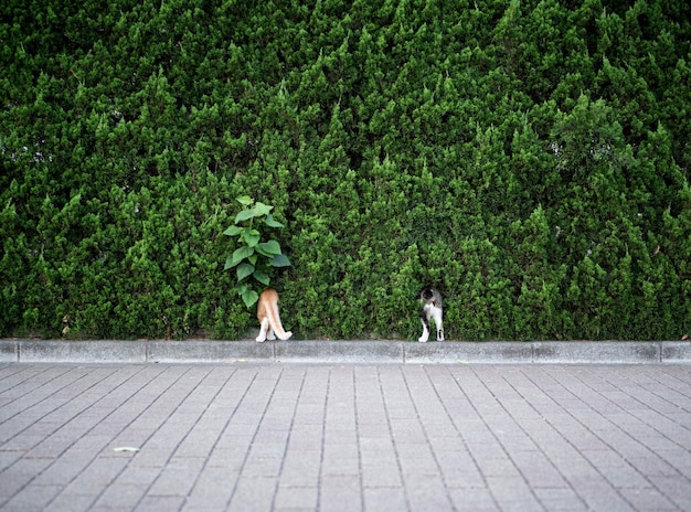 Cats standing in trees