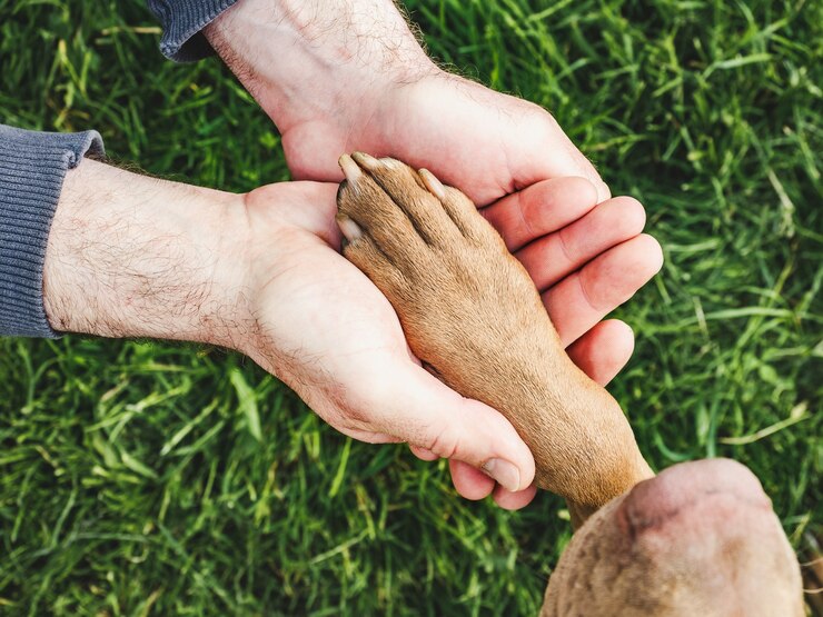 Kuva charming, sweet puppy of chocolate color. close-up, outdoors. day light. concept of care, education, obedience training, raising pets
