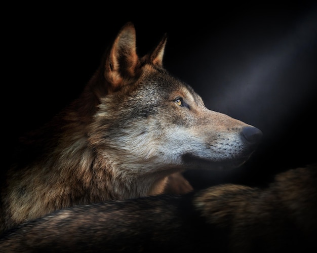 Close-up of a wolves