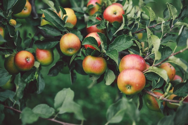 Close-up of an apple tree  in summer